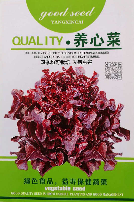 养心菜——紫红保健菜